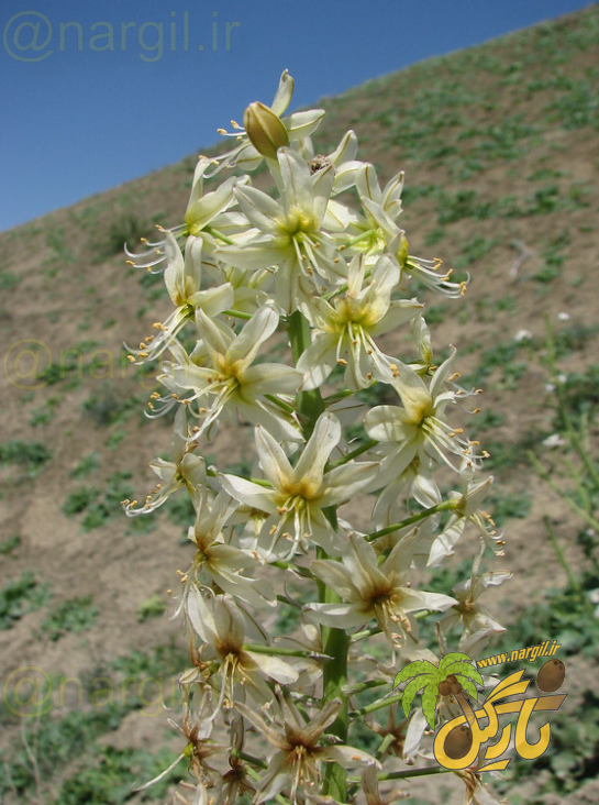 Eremurus luteus
